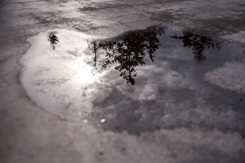 Front Yard Puddle by kwind