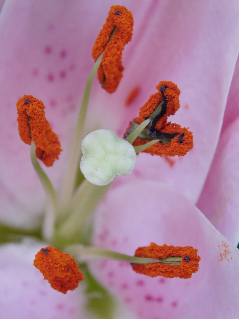 Lily stamens and pollen by 365anne