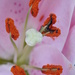 Lily stamens and pollen by 365anne