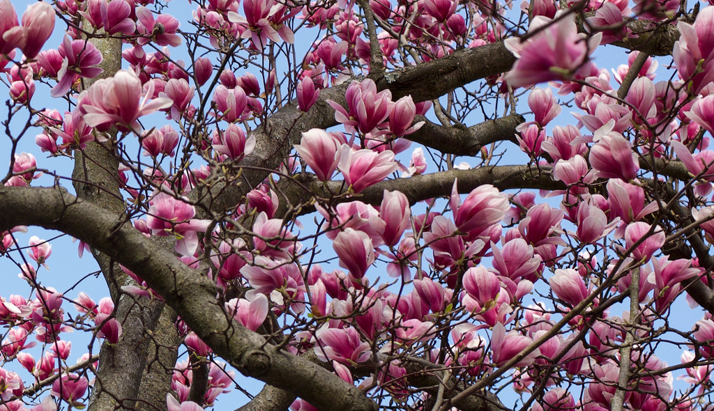 Magnolia by loweygrace