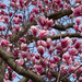 Magnolia by loweygrace