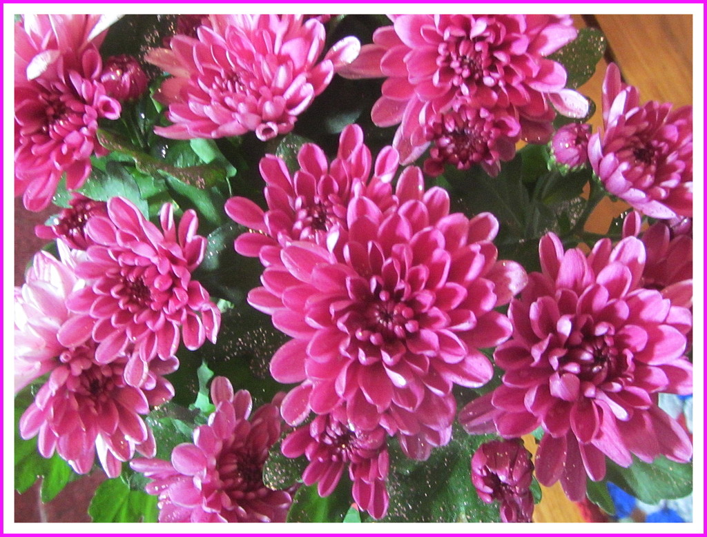 Pink Chrysanthemums. by grace55