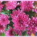Pink Chrysanthemums. by grace55