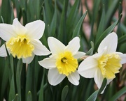 4th Apr 2019 - April 4: Daffodils