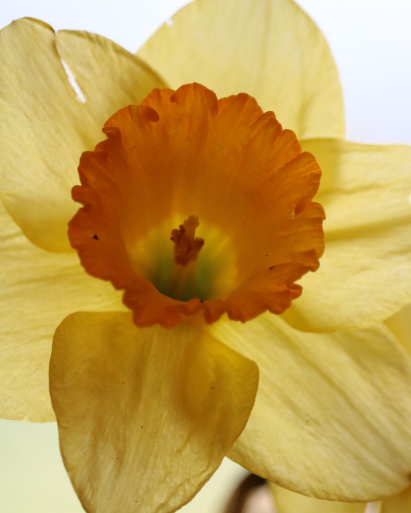  April 5: Daffodil by daisymiller