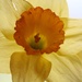  April 5: Daffodil by daisymiller