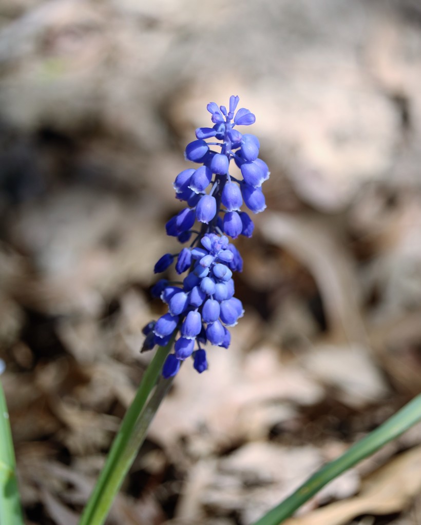 April 13: Grape Hyacinth by daisymiller