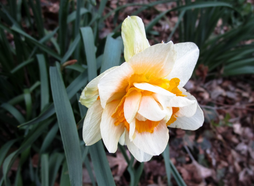 Unusual daffodil by mittens