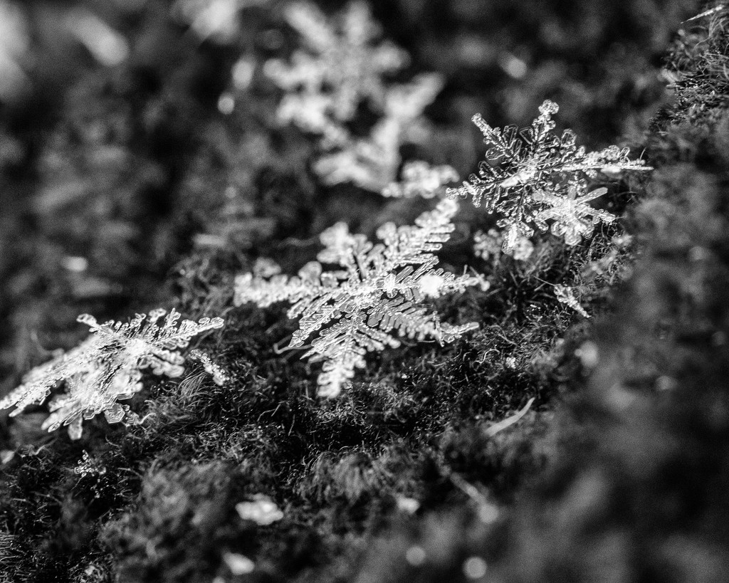 april snowflake by aecasey