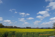 13th Apr 2019 - Oil seed rape,as far as you can see..