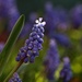 Grape Hyacinth by lynnz