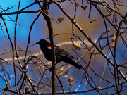 13th Apr 2019 - Red-winged blackbird