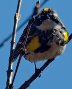 13th Apr 2019 - Yellow-rumped warbler