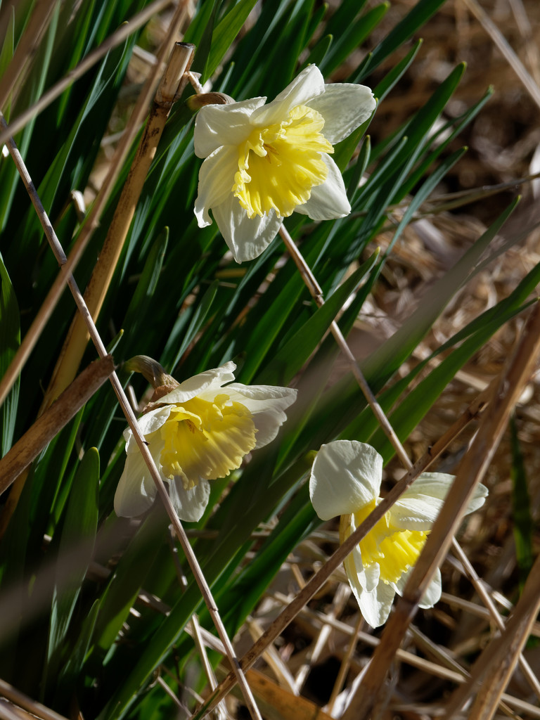 daffodils portrait by rminer