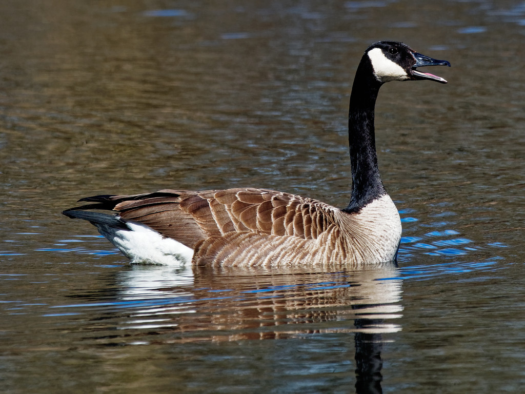 Canada goose by rminer