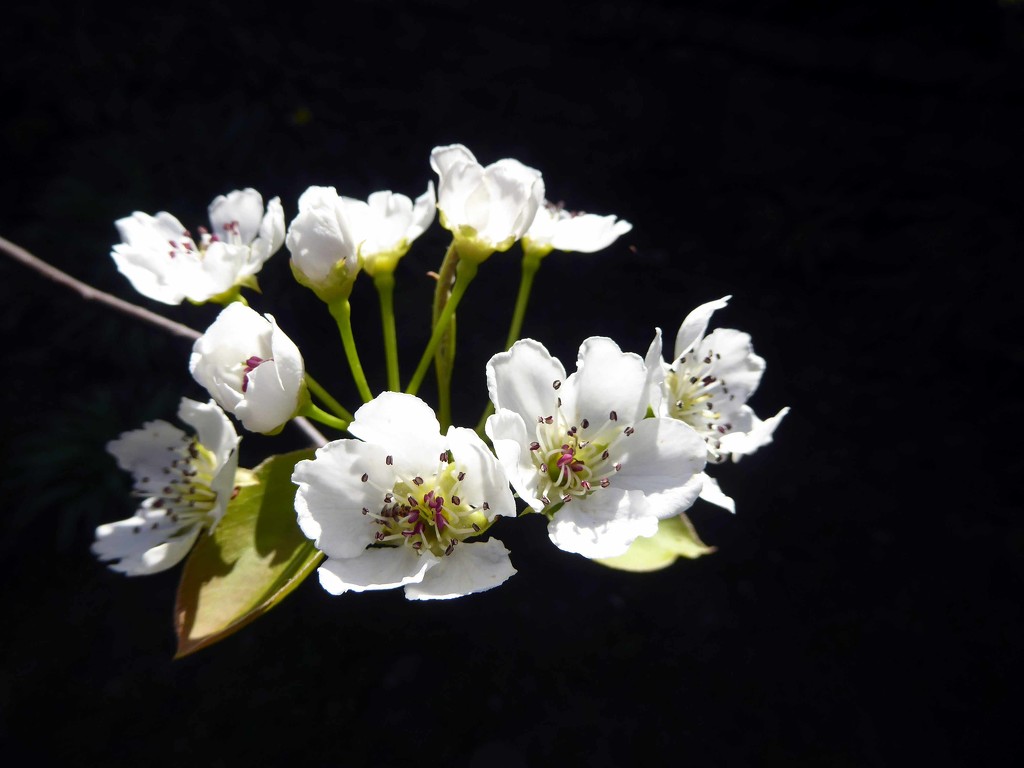 Garden Blossom by cmp