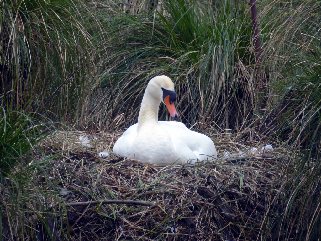 Nesting Swan by cmp