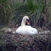 Nesting Swan by cmp