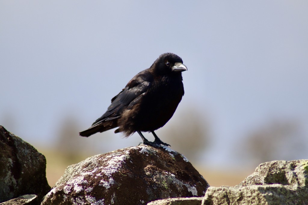 Mr Crow by carole_sandford