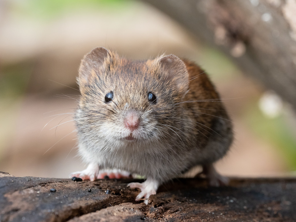 Hi, I'm a little bank vole. Who are you? by phmlq