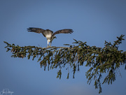 13th Apr 2019 - Osprey Spreading His Tail Feathers