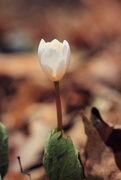 12th Apr 2019 - Bloodroot Opening