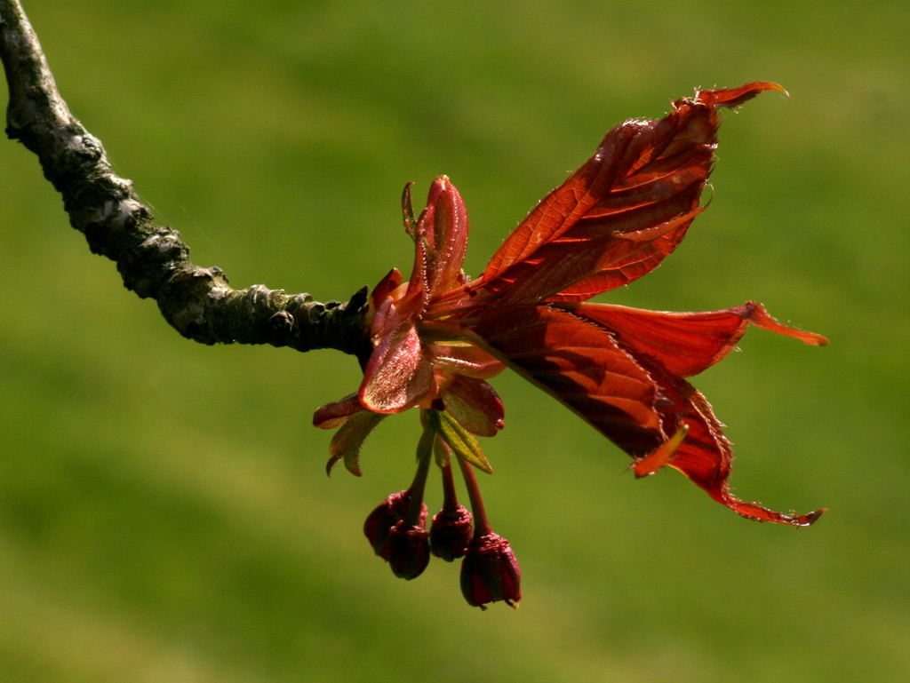 Springing to Life. by gaf005