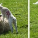 lamb montage by anniesue