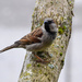 Mr. Sparrow by stephomy
