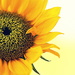  Sunflower by sunnygirl