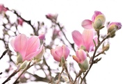 10th Apr 2019 - Tough Magnolias