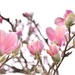 Tough Magnolias by lynnz