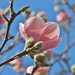 Sunny Magnolia by lynnz