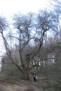 11th Apr 2019 - Large Tree