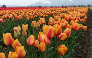 13th Apr 2019 - Acres of Tulips