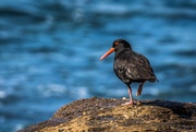 14th Apr 2019 - Sooty oyster catcher