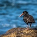 Sooty oyster catcher by pusspup