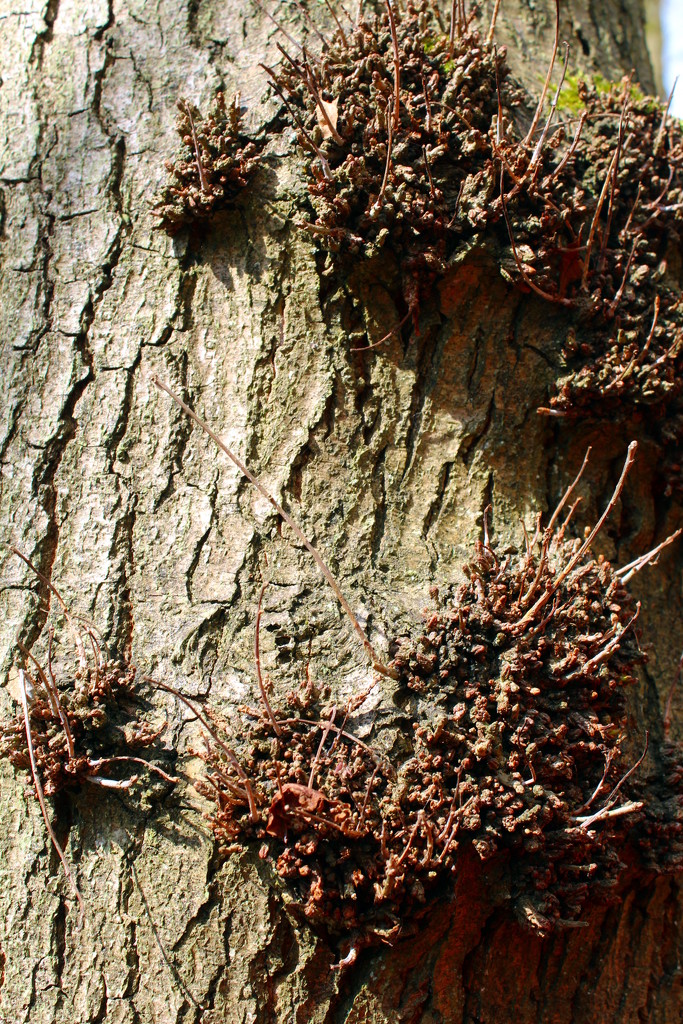 A close-up of a tree by jeff