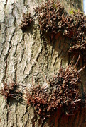 13th Apr 2019 - A close-up of a tree