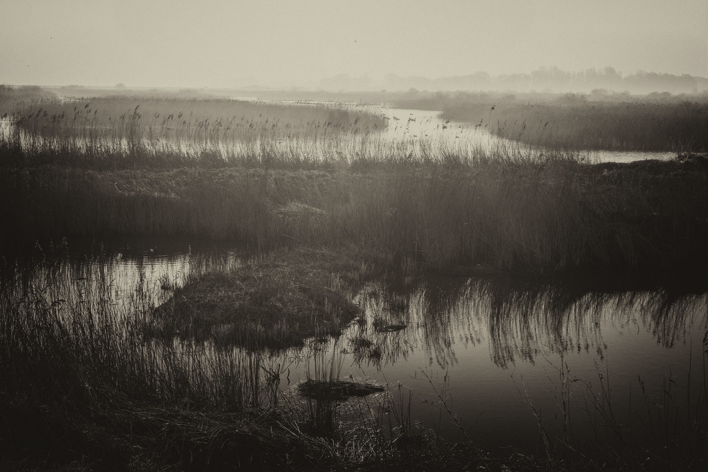 Morning on the marsh by rumpelstiltskin