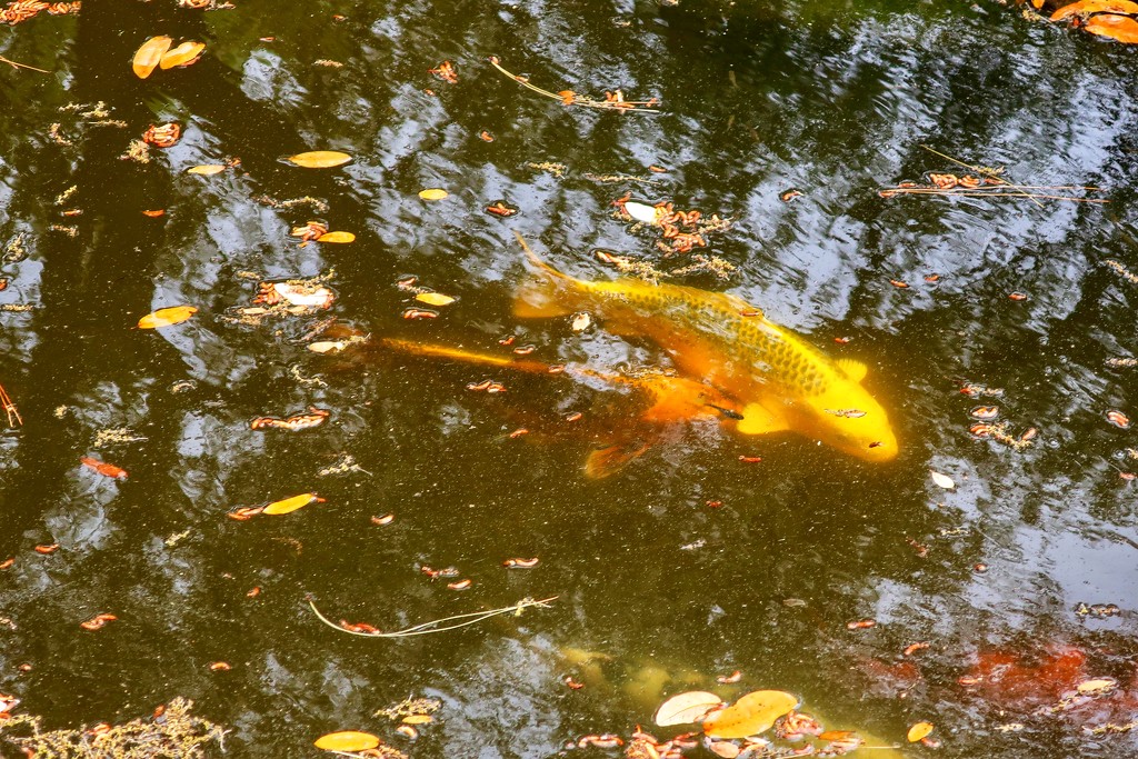 Nishikigoi at the Fort Worth Japanese Gardens by louannwarren