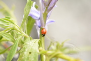 14th Apr 2019 - Bluebell and ladybird.......