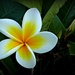 Frangipani Flower by judithdeacon