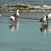 Moana Seagulls by judithdeacon