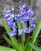 6th Apr 2019 - April 6: Hyacinth