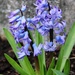 April 6: Hyacinth by daisymiller