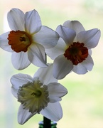 8th Apr 2019 - April 8: Daffodils