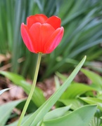 14th Apr 2019 - April 14: Tulip