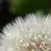 Dandelion by seattlite