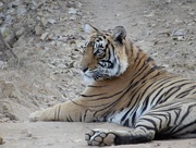 6th Apr 2019 - Tiger spotting 